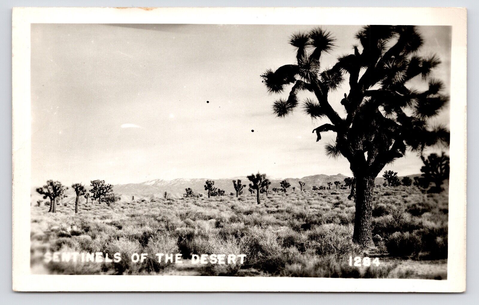 c1940s~Joshua Trees~Desert Scene~Mojave~B&W Photo~Southwest~RPPC Postcard