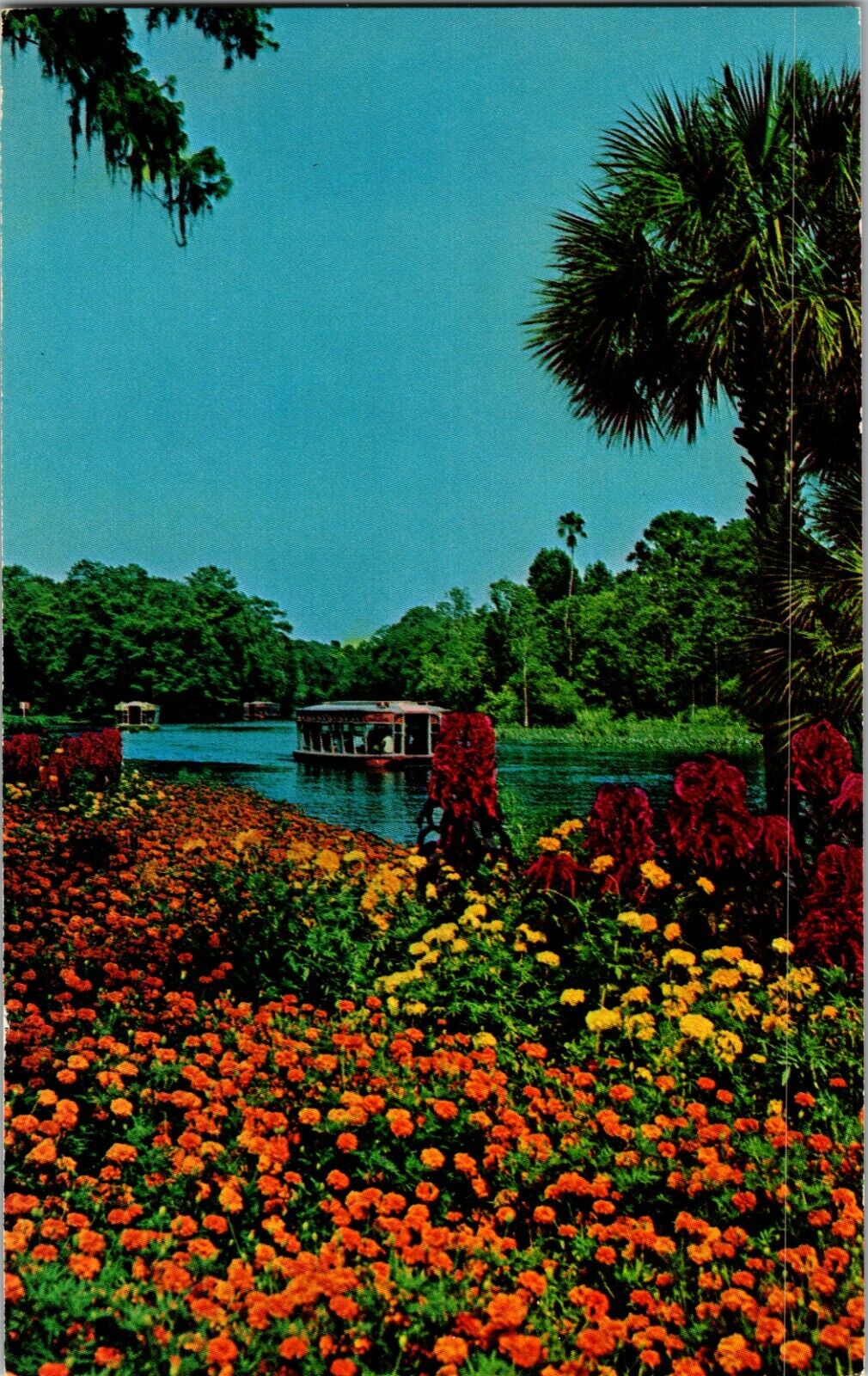 Postcard FL - Dated 1975 Lovely Flowers at Florida\'s Silver Springs
