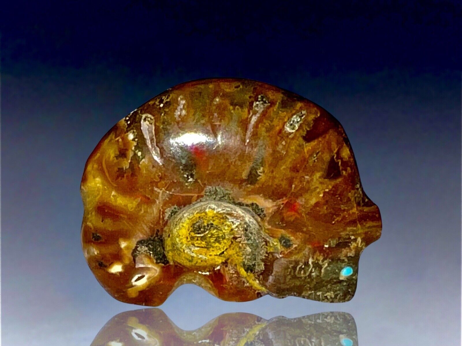 Native American Zuni Carved Opalized Ammonite Bear Fetish By Brandon Phillips