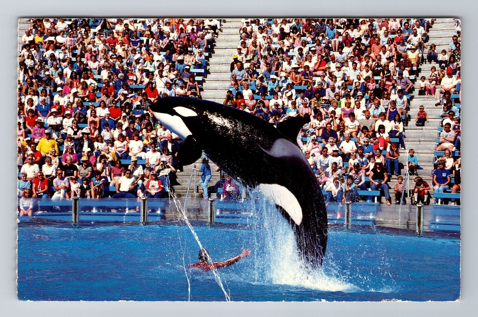 San Diego CA-California, Sea World, Shamu Spectacular Jump, Vintage Postcard