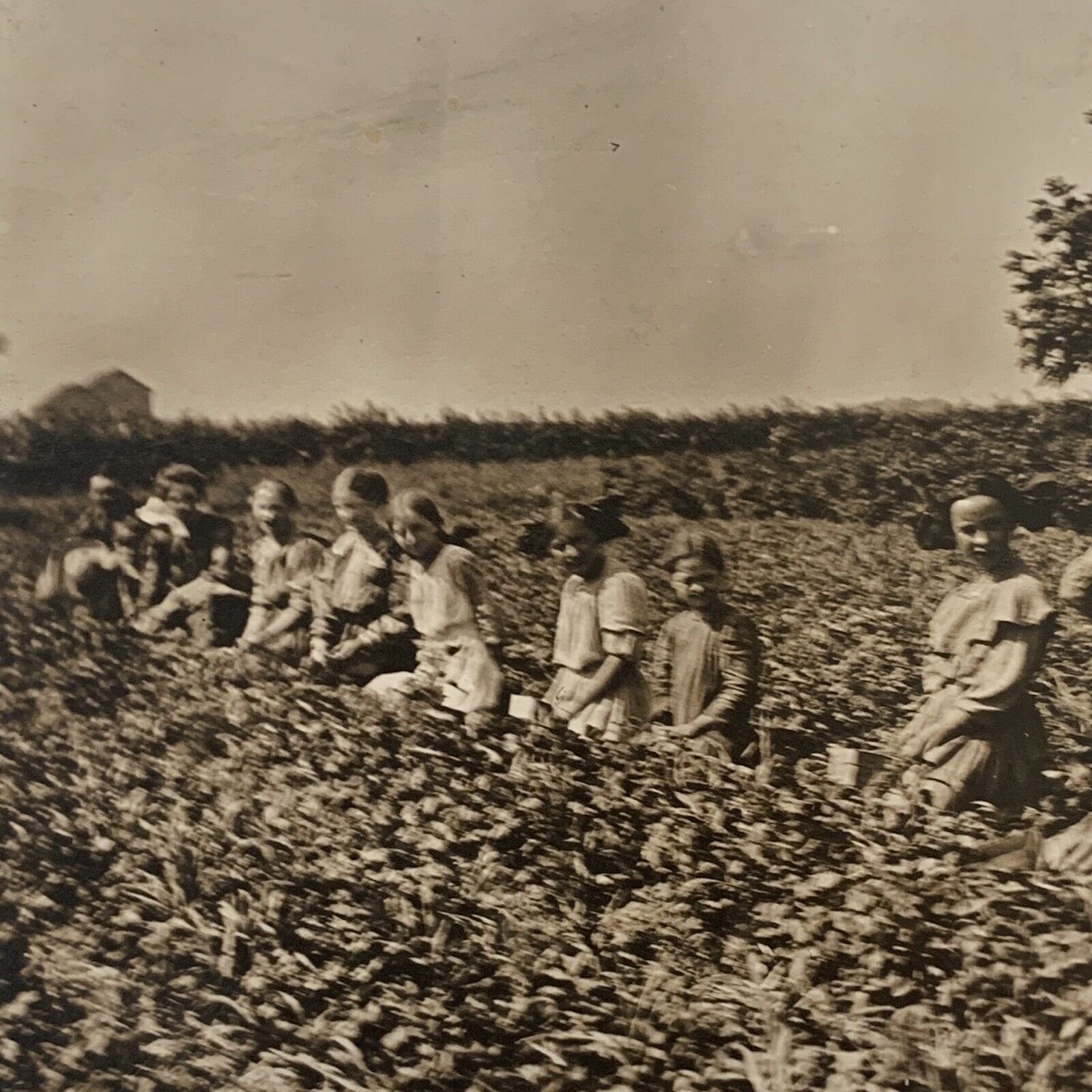 Antique RPPC Real Photograph Postcard Children Working In Field Farming Farm