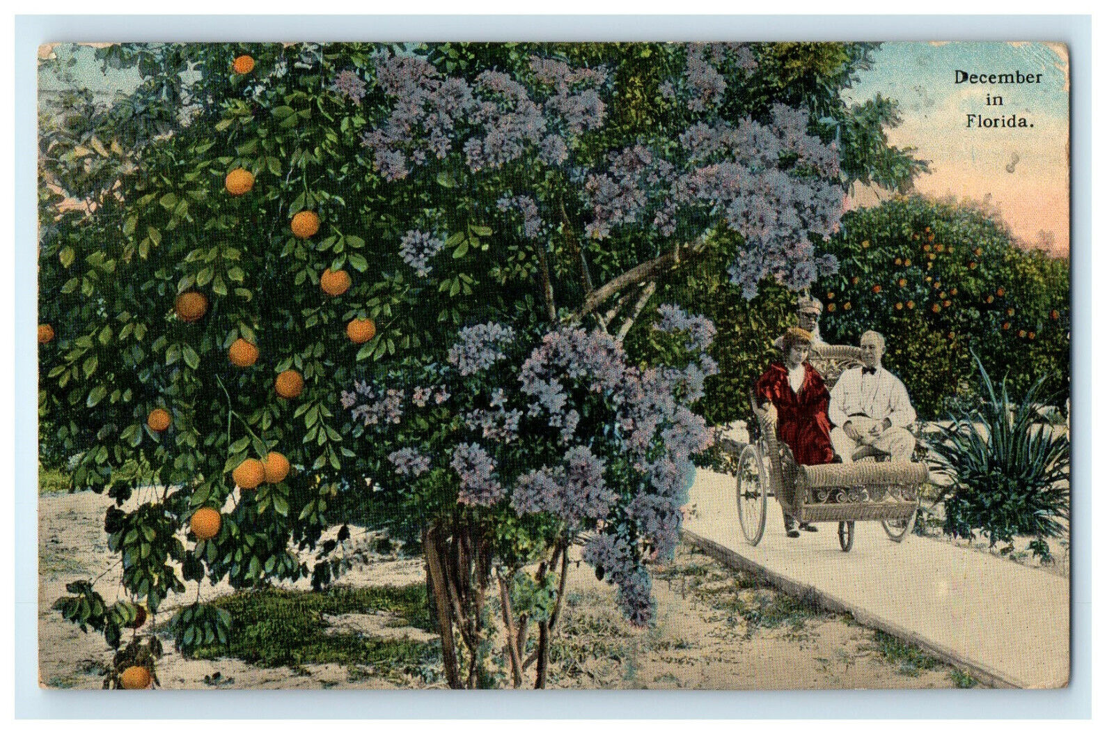 1915 Carriage, Fruits in Tree, Violet Roses December in Florida FL Postcard