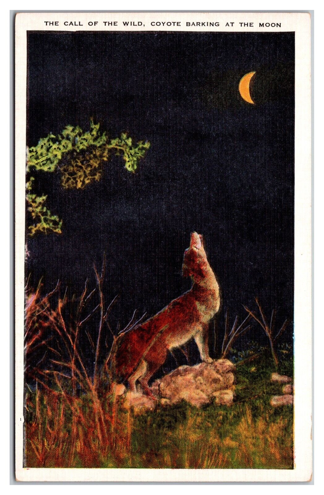Call Of The Wild, Coyote Barking At The Moon Postcard