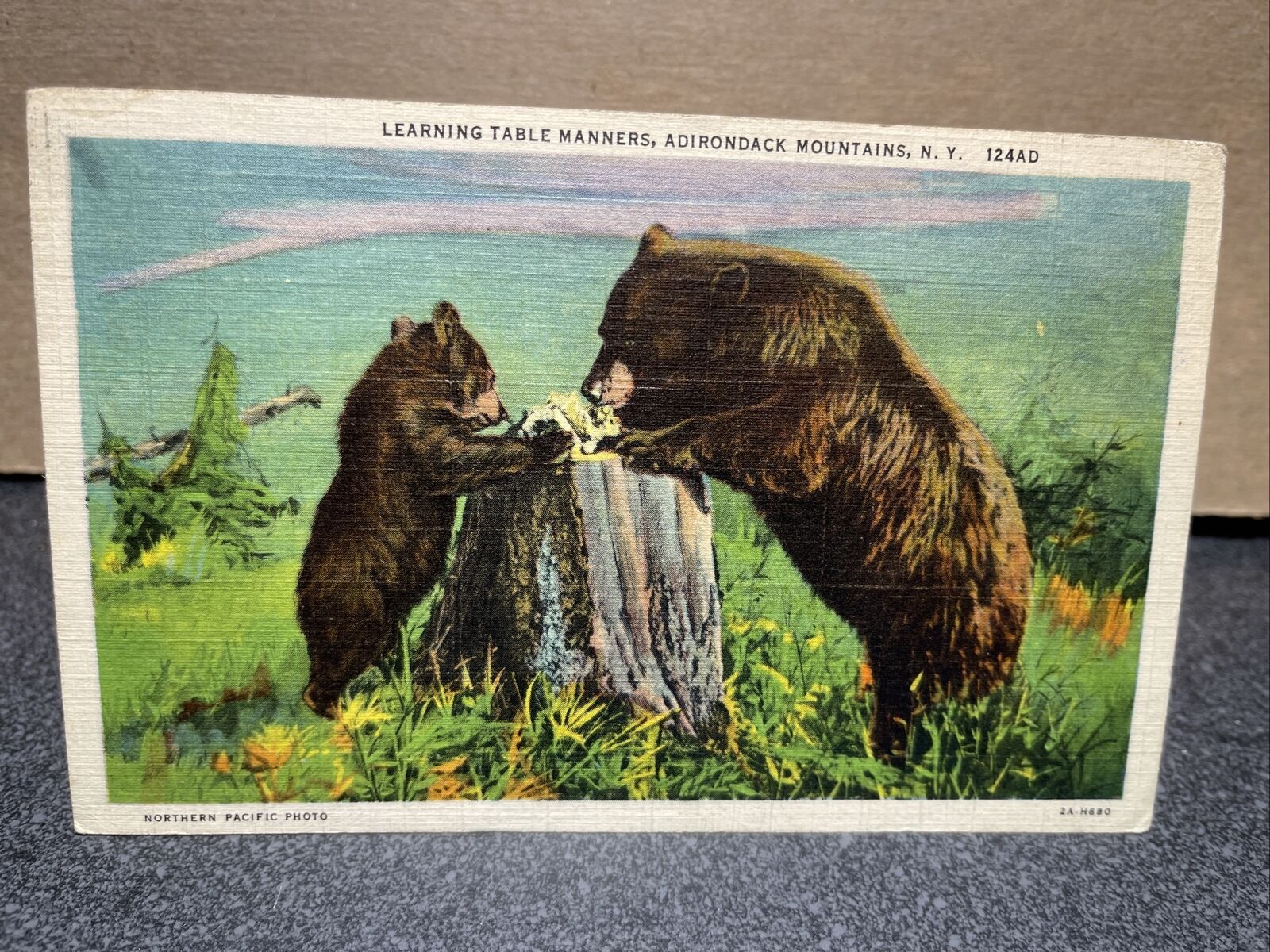 Learning Table Manners Adirondack Mountains New York Postcard￼