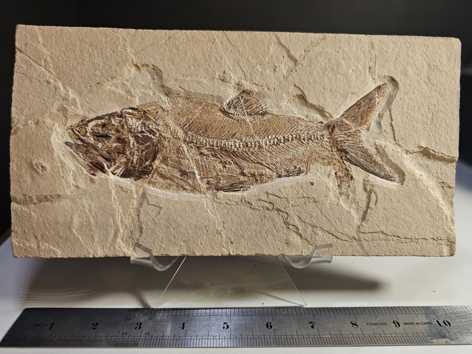 Very High Quality Fossil Fish From Famous Quarry In Lebanon. Not Painted