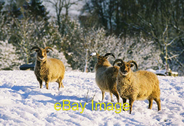 Photo 6x4 Soay Sheep in Elkstone These rare Soay sheep are considered the c2005