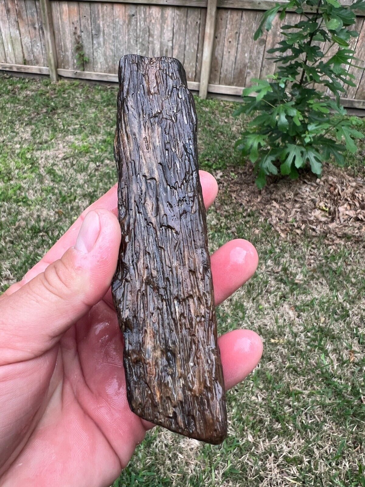 Texas Petrified Palm Wood Branch 5.5x1x1 Small Straw Agatized Cabochon Material