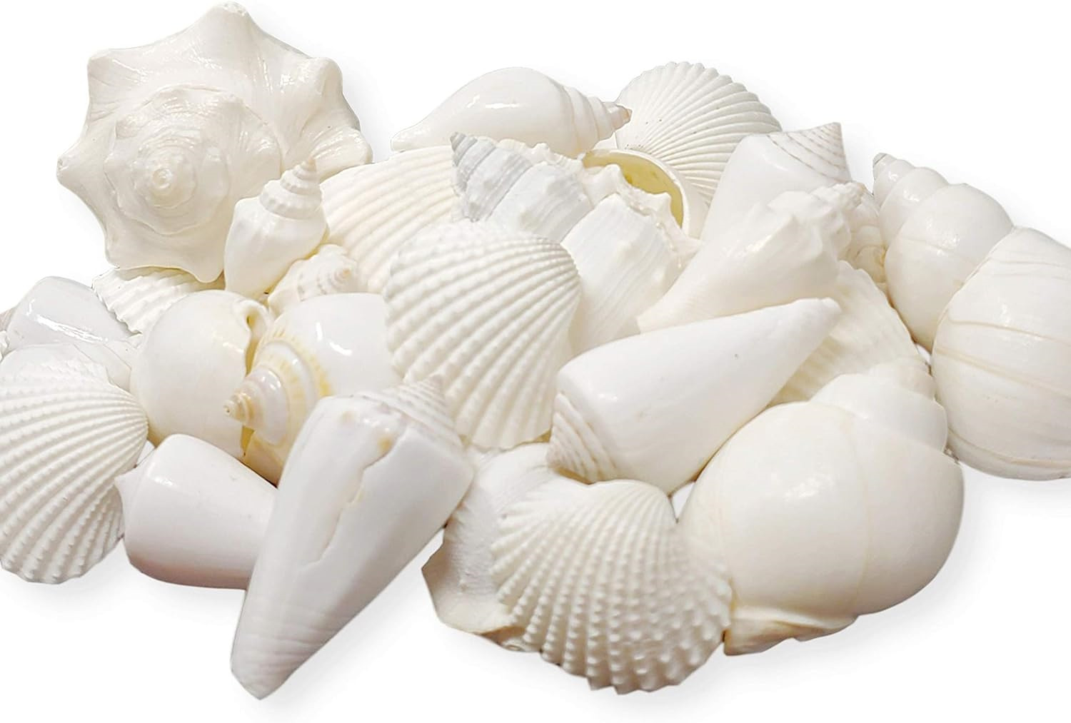 Mix of White Seashells - Set includes 1 Pound White Shells up to 3 inches - Home