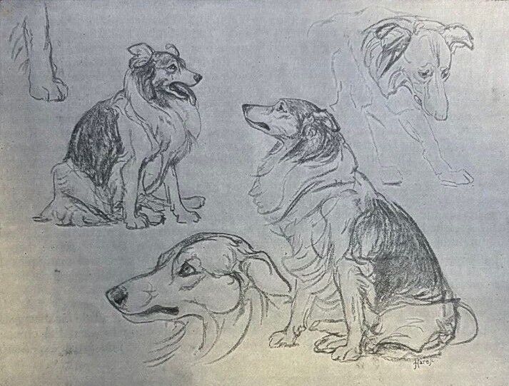 1896 Animal Artist Briton Riviere illustrated