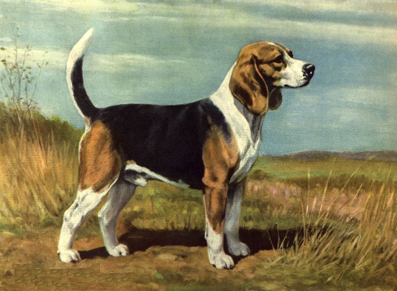 Beagle - CUSTOM MATTED - Dog Art Print - Megargee 