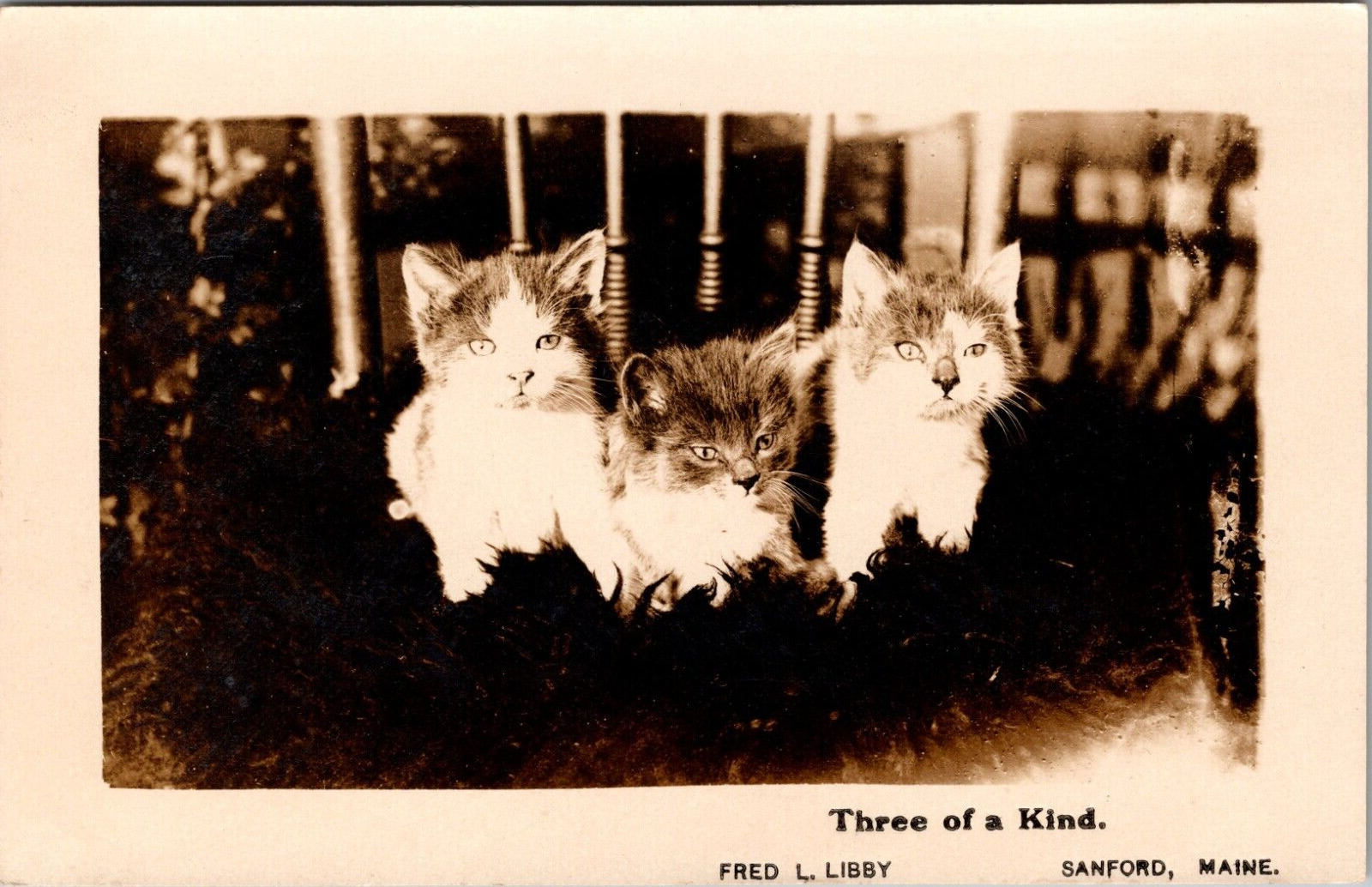 RPPC Postcard- Three Adorable Kittens- Three Of A Kind