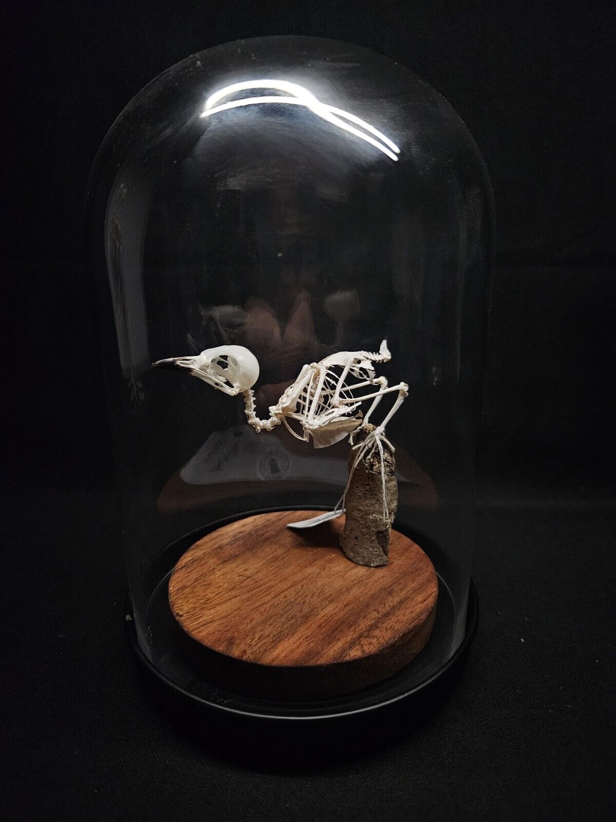 Real Red-whiskered Bulbul Taxidermy Bird Skeleton