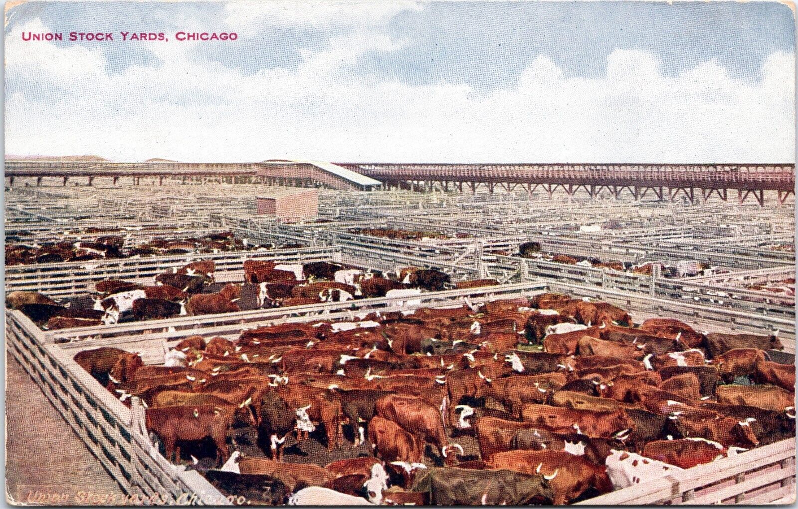 Union Stock Yards, Chicago, Illinois - Vintage d/b Postcard c1910s - Cattle