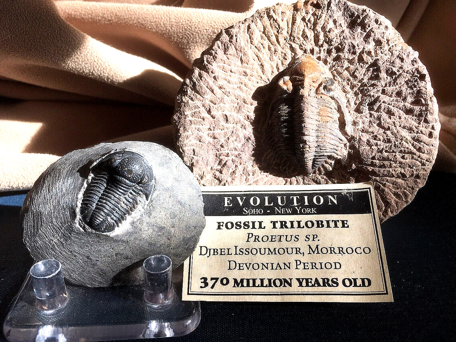 TWO (2) AUTHENTIC MOROCCAN TRILOBITE FOSSILS - 
