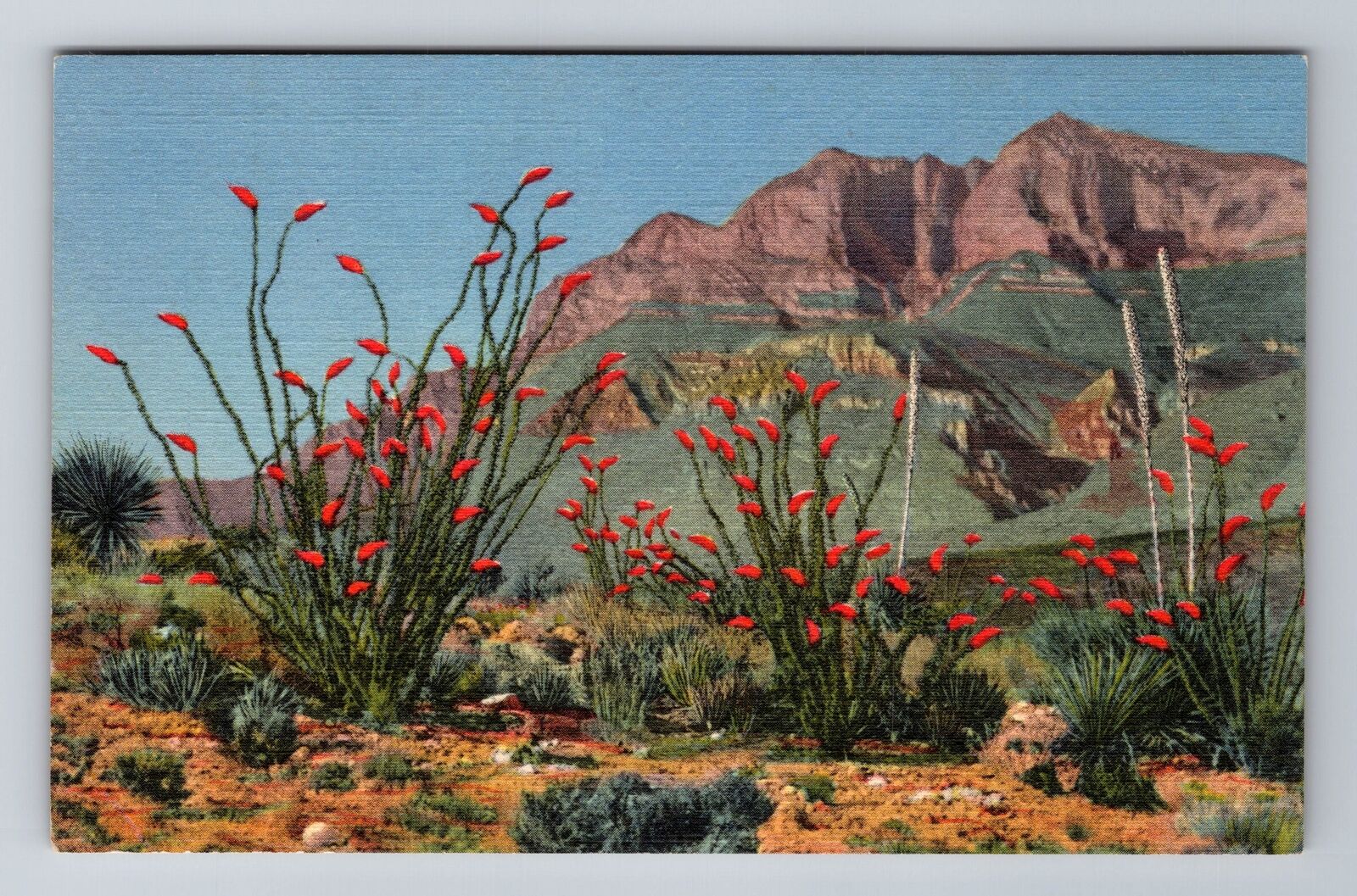 NM-New Mexico, Ocotillo Cactus, Antique, Vintage Souvenir Postcard
