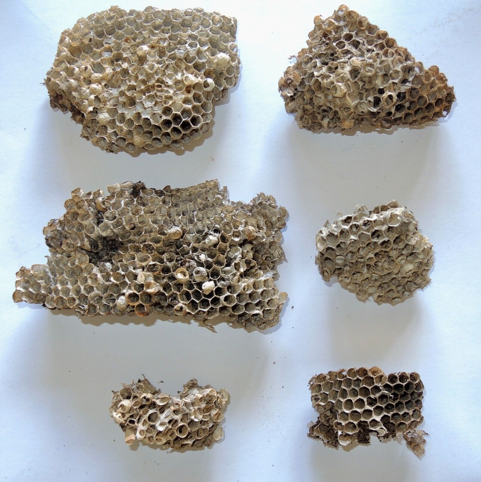 Lot of 6 Wasp Nests