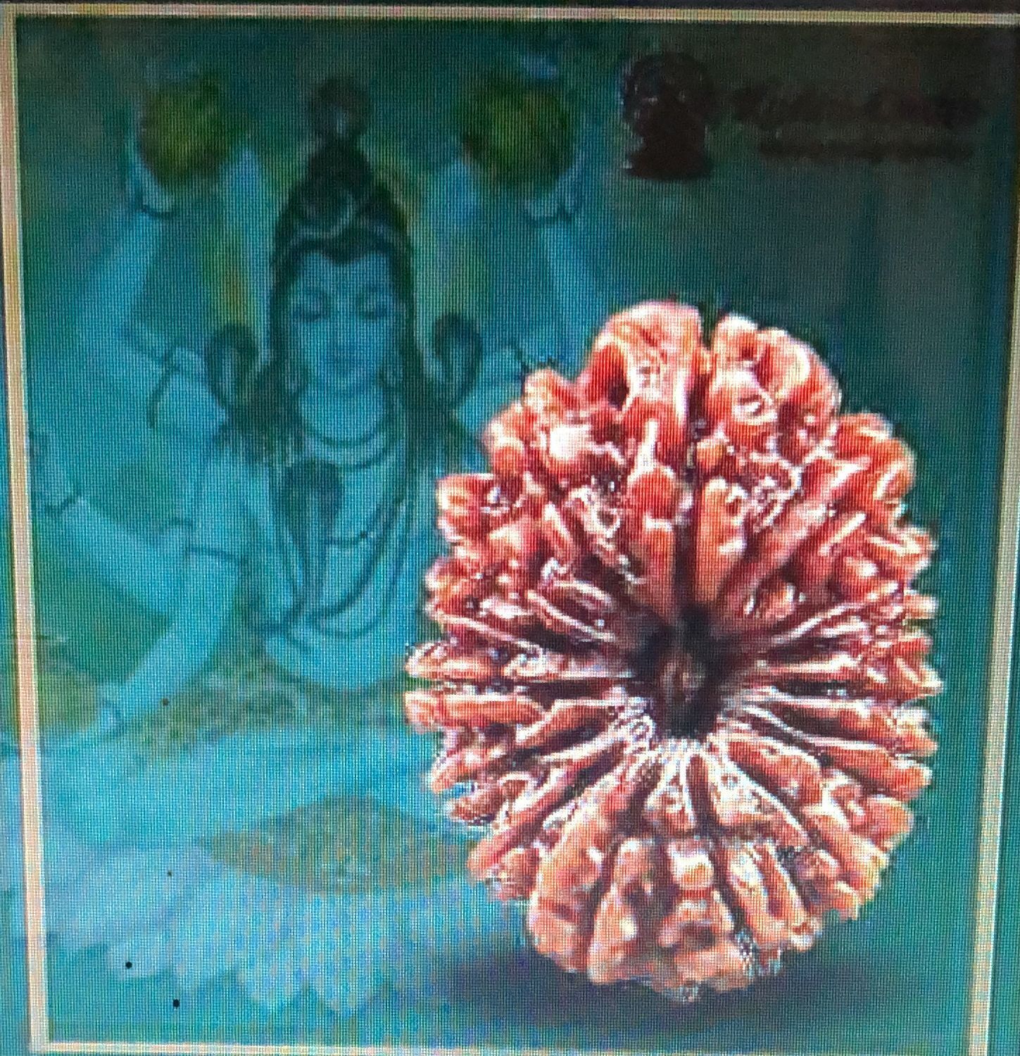16 Mukhi Rudraksha Sixteen Mukhi Face Rudraksha Hindu Sacred Bead Vary Rare