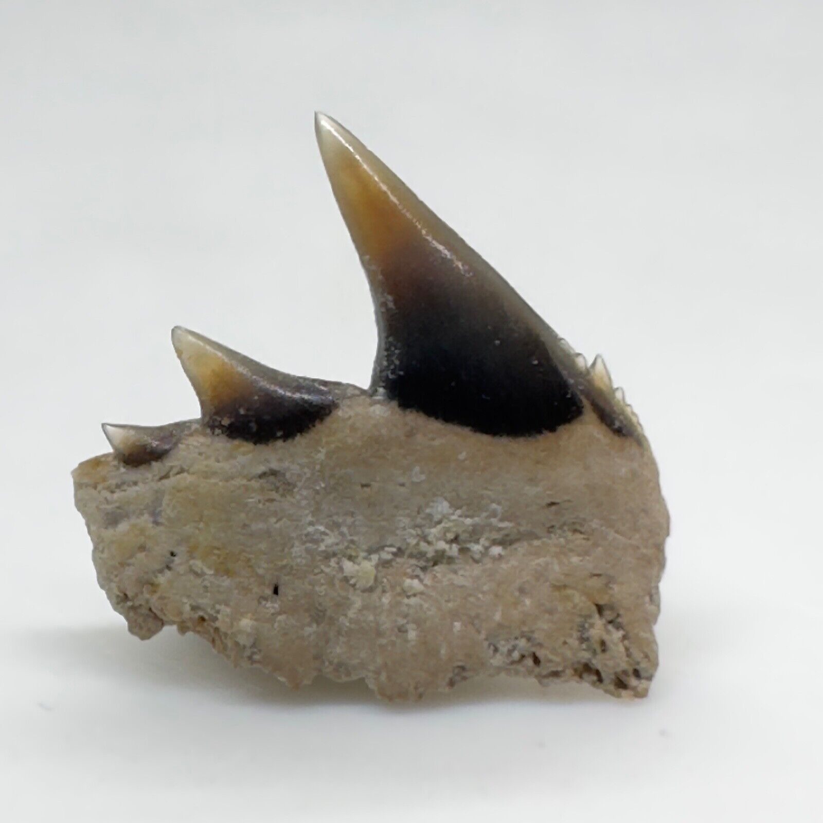 Excellent/RARE 6.68mm Fossil HEXANCHUS AGASSIZI Cow Shark Tooth- Harleyville, SC