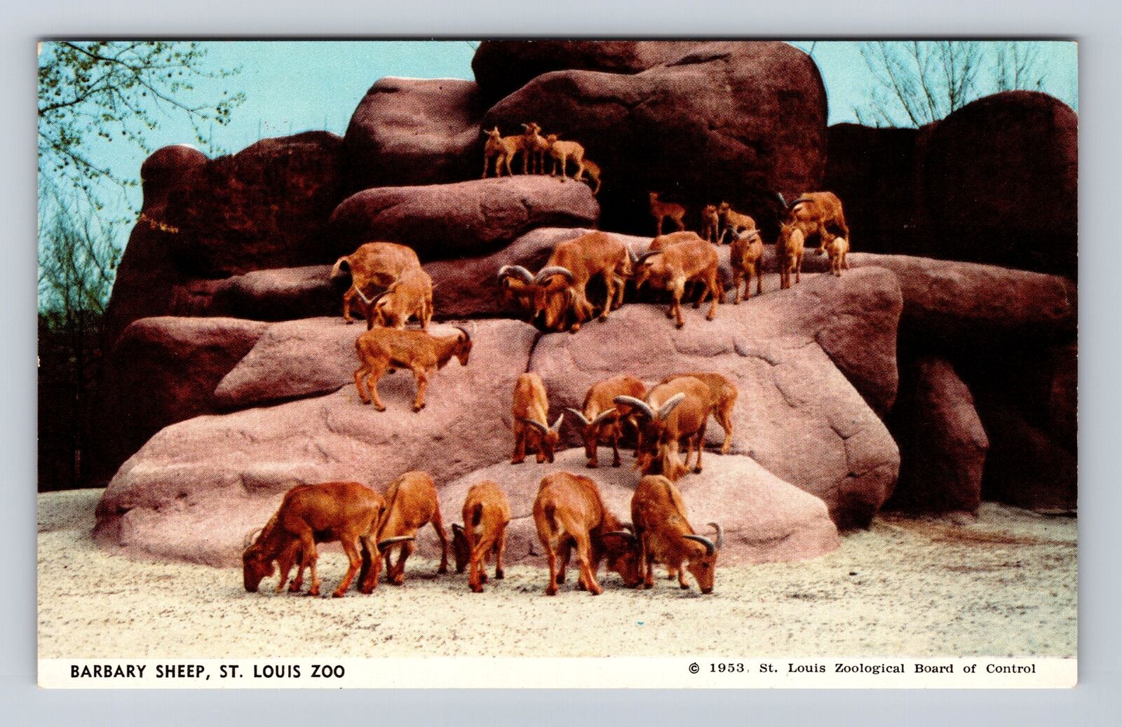 St Louis MO-Missouri, Barbary Sheep, St Louis Zoo, Antique, Vintage Postcard
