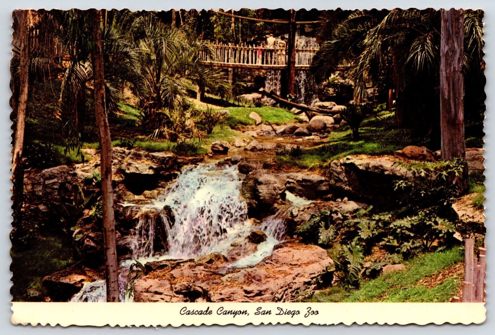 California San Diego Zoo Cascade Canyon Vintage Postcard Continental
