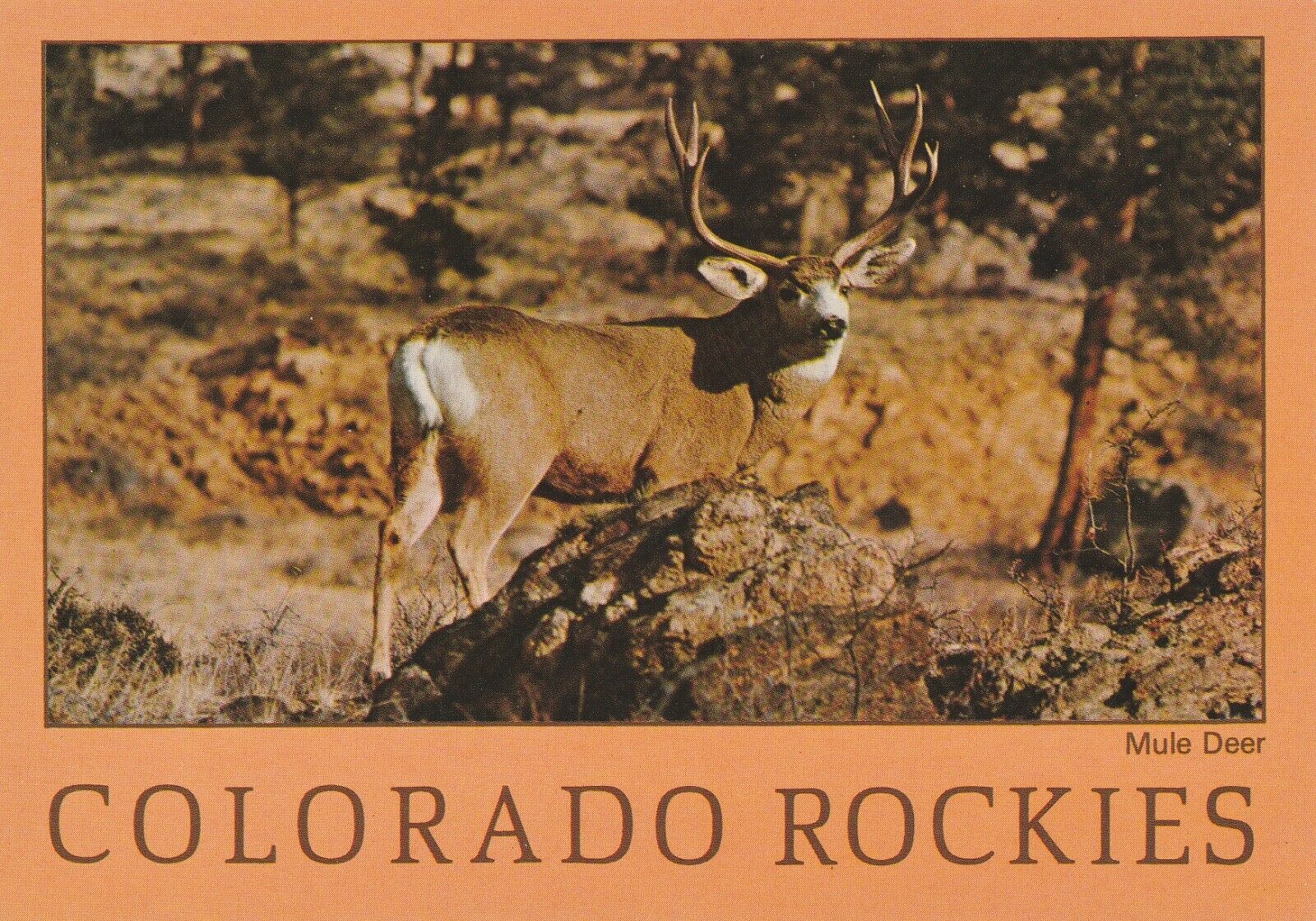 Vintage Postcard Colorado Rockies Mule Deer Photograph Unposted Rocky Mountains