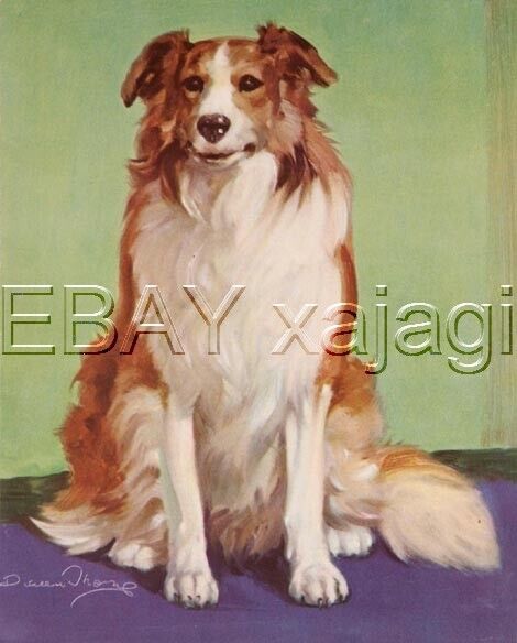 DOG Border Collie, Vintage 70-yr-old CHILDREN\'s Print