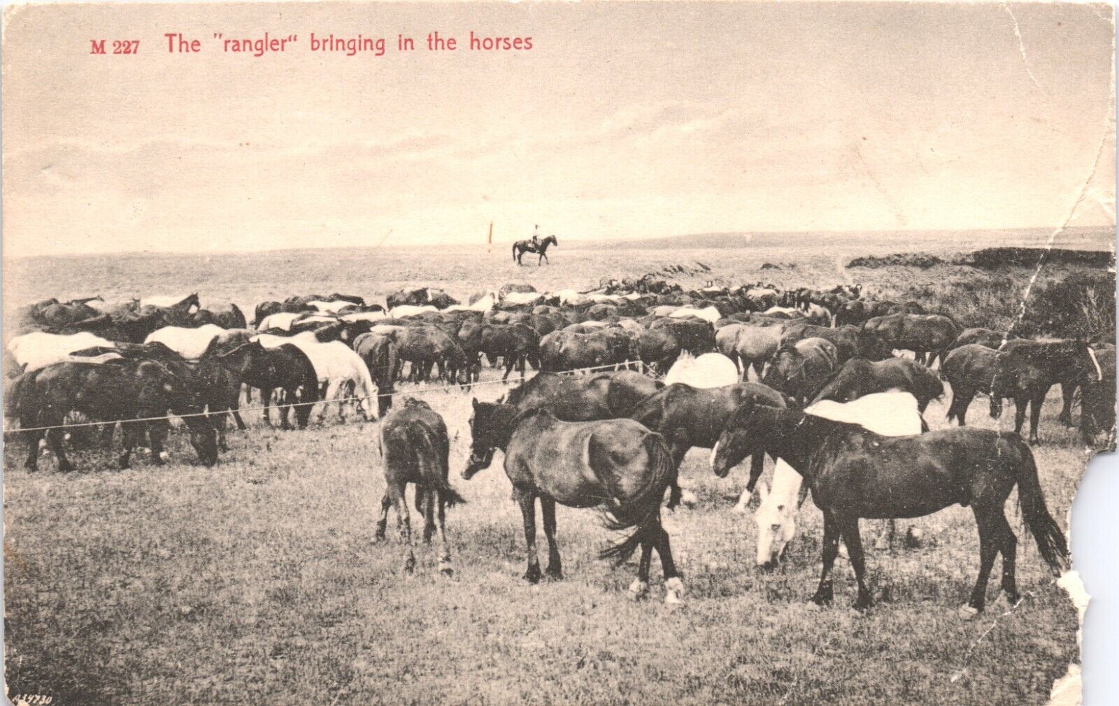 Cattle Rangler Cowboy Chas E Morris Chinook Montana Germany Halftone Postcard