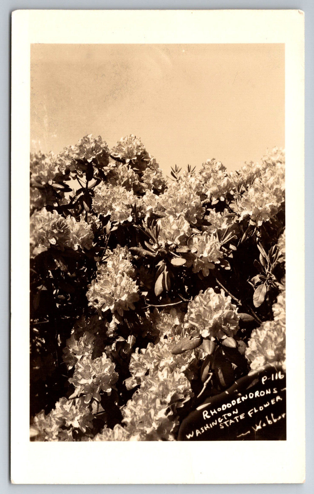 Vintage Postcard WA Rhododenrons RPPC Real Photo ~9055