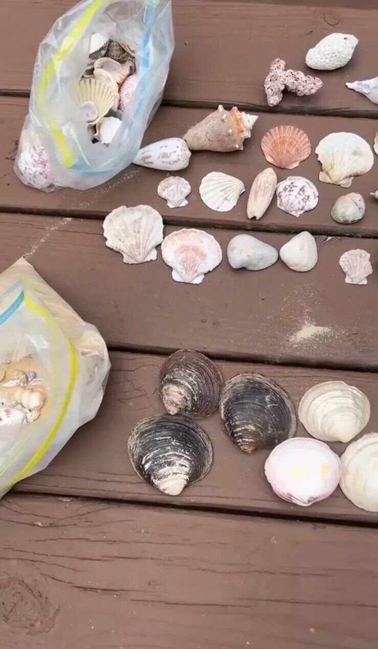 Mixed Lot of Sea Shells/ Clam Shells, 5lbs