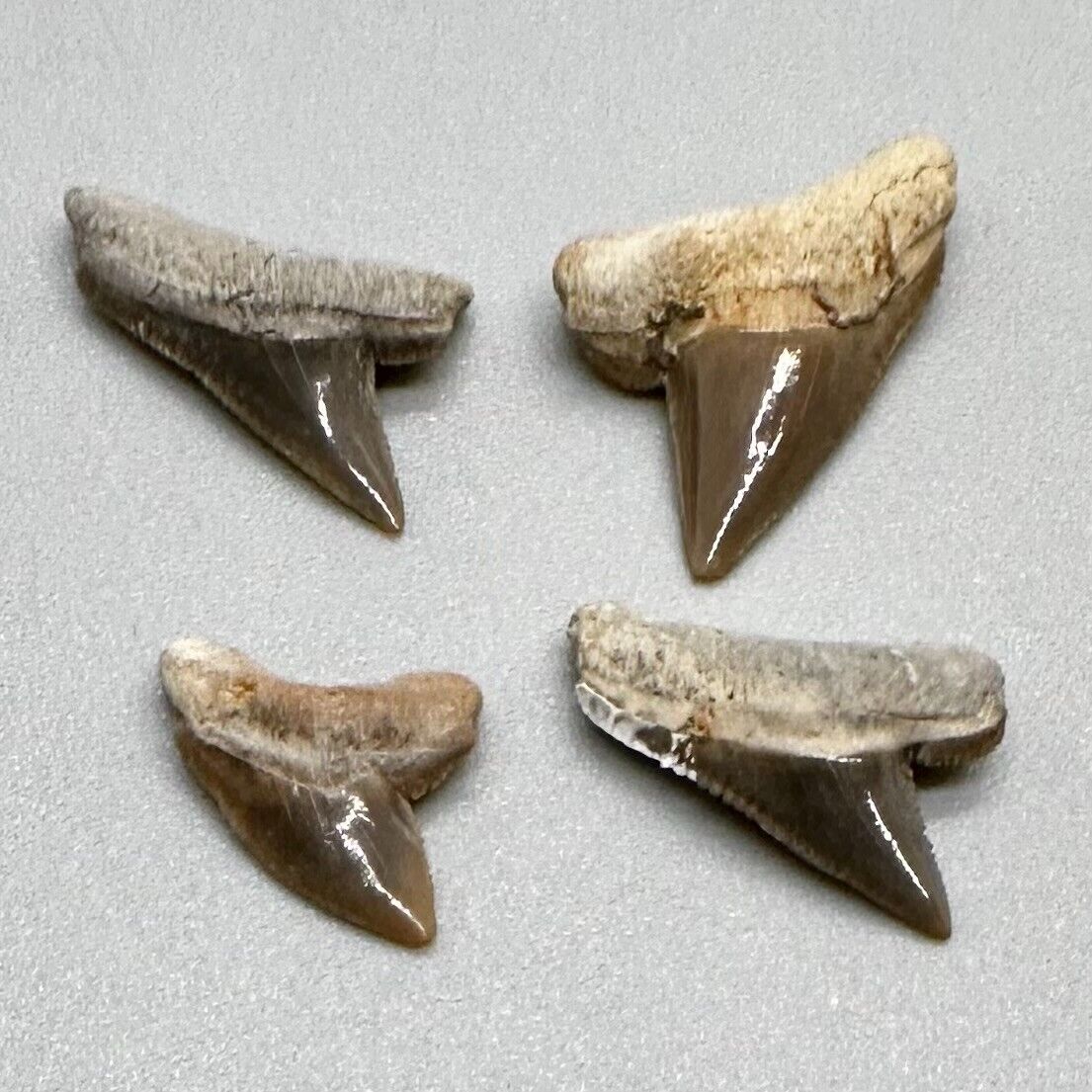 Group of 4 very nice Fossil Squalicorax curvatus - Extinct Crow Shark teeth - TX