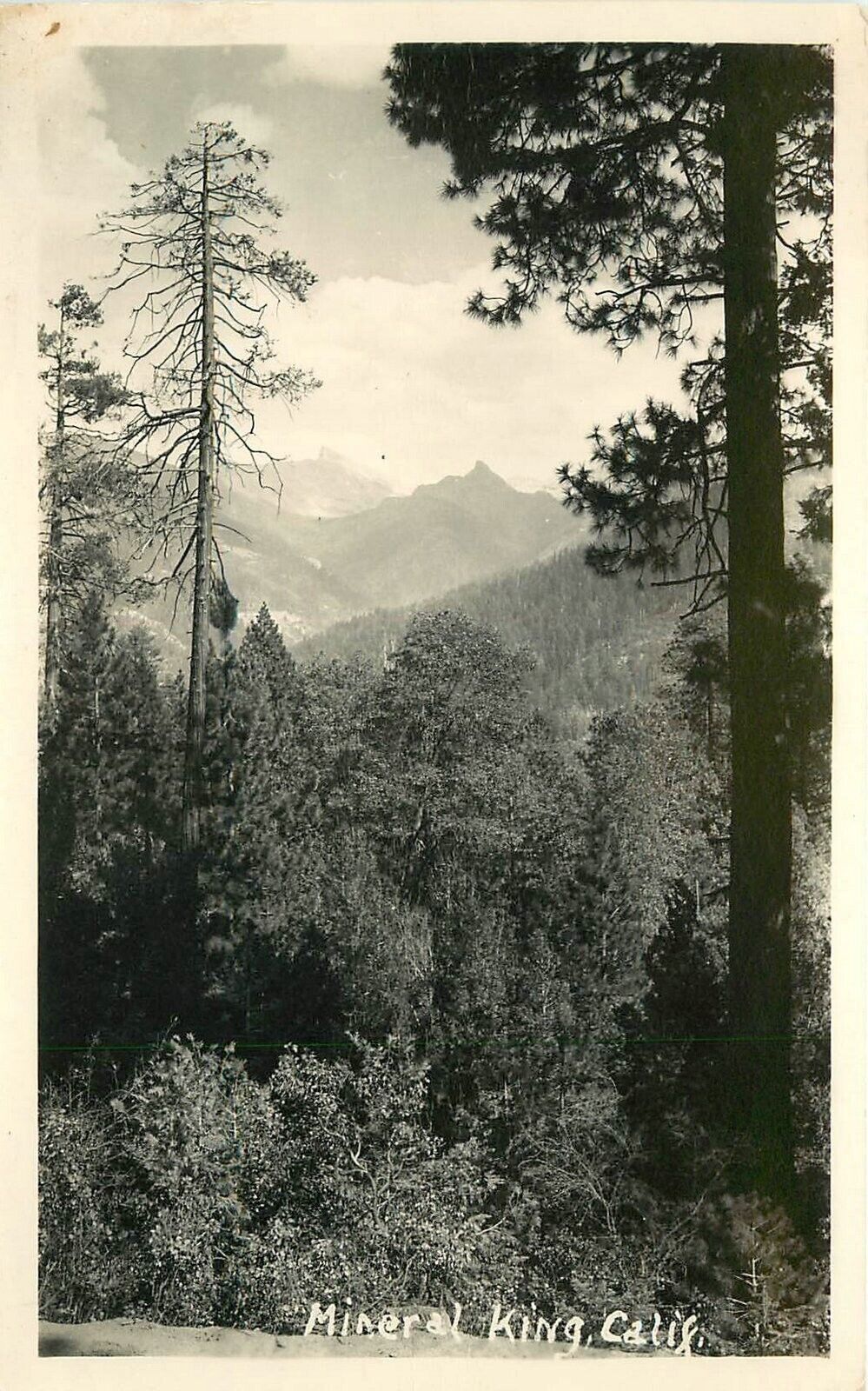 Postcard RPPC California Mineral King Tulare 1950s 23-2989