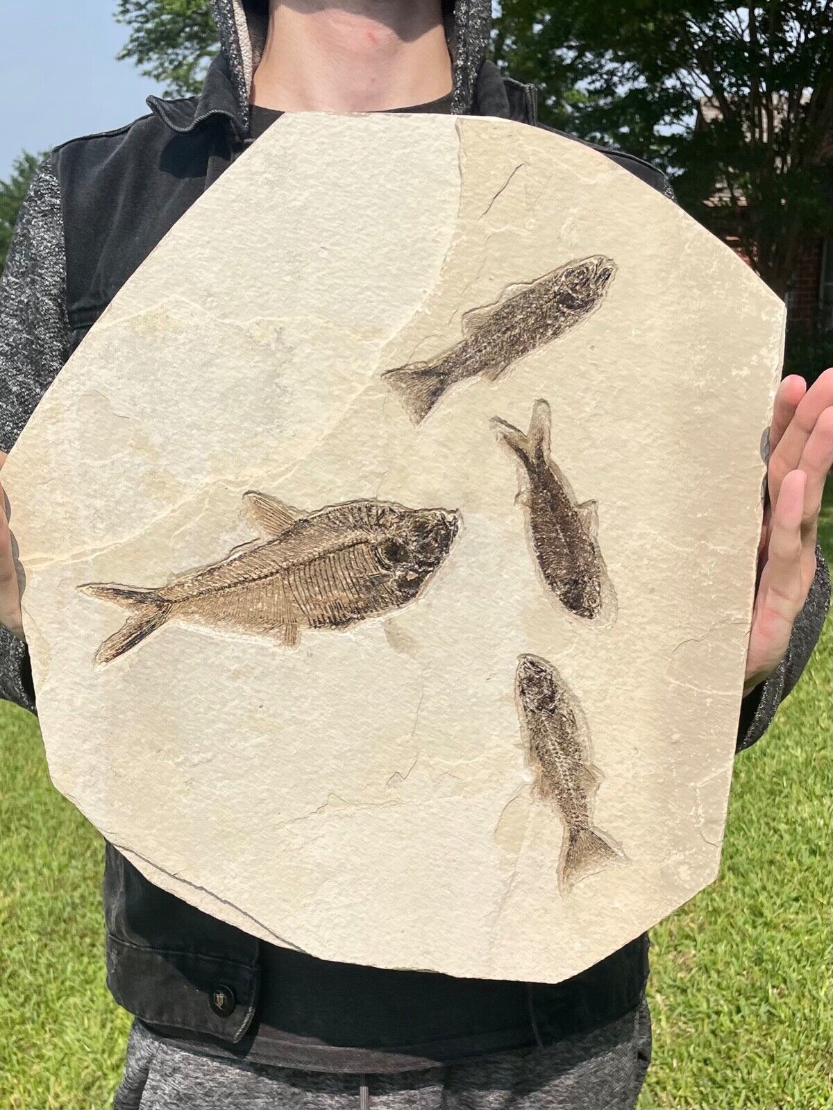 HUGE 16” Mioplosus  Diplomystus & Knightia Fossil Fish Plate Wyoming Green River