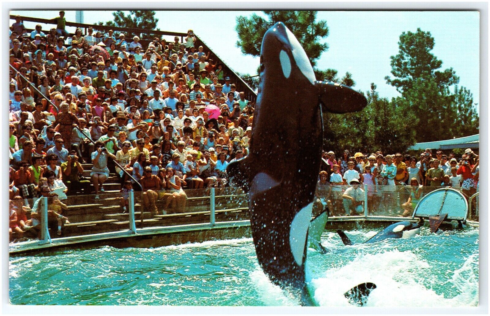 Killer Whale SeaWorld San Diego California Postcard