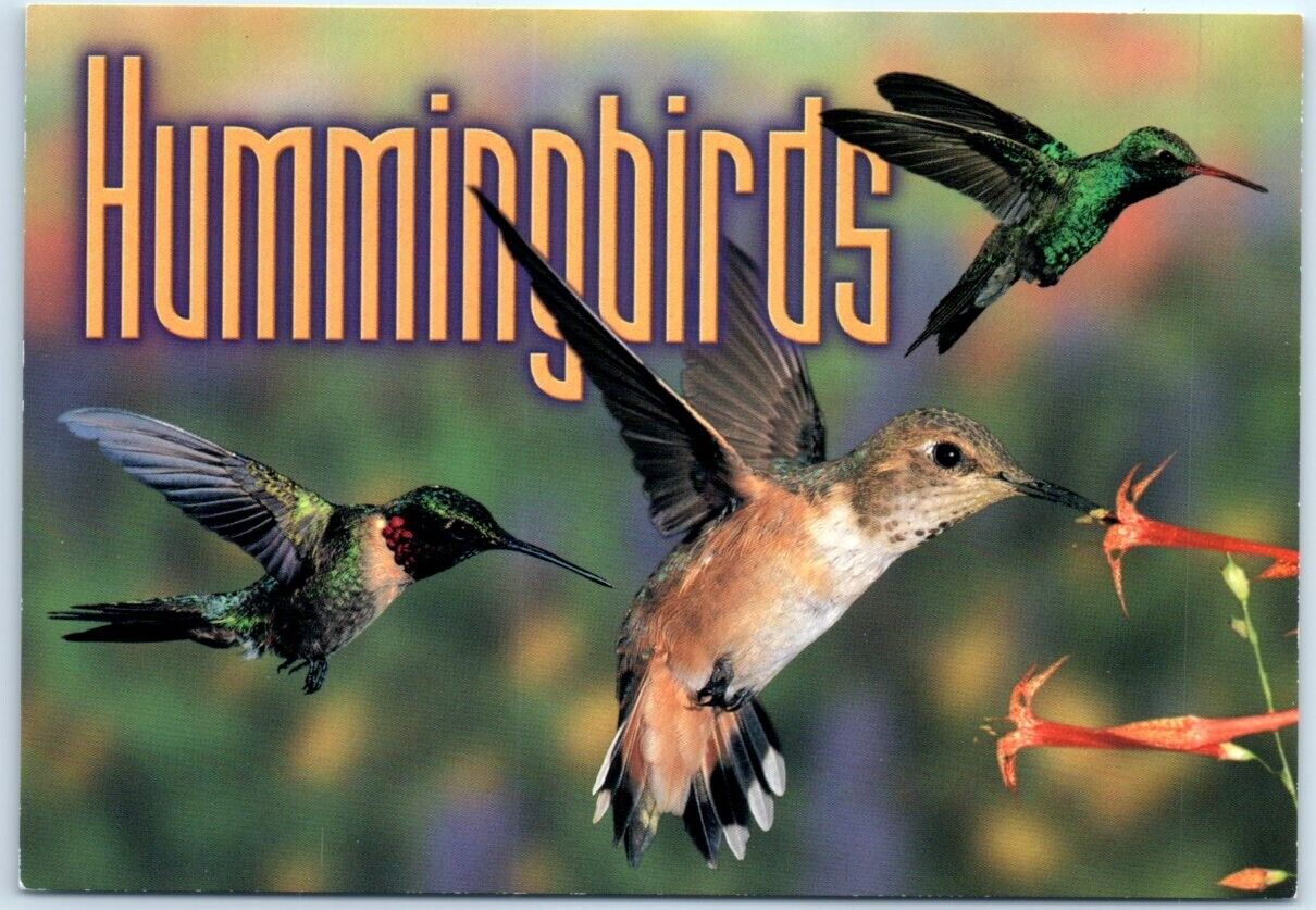 Postcard - Hummingbirds