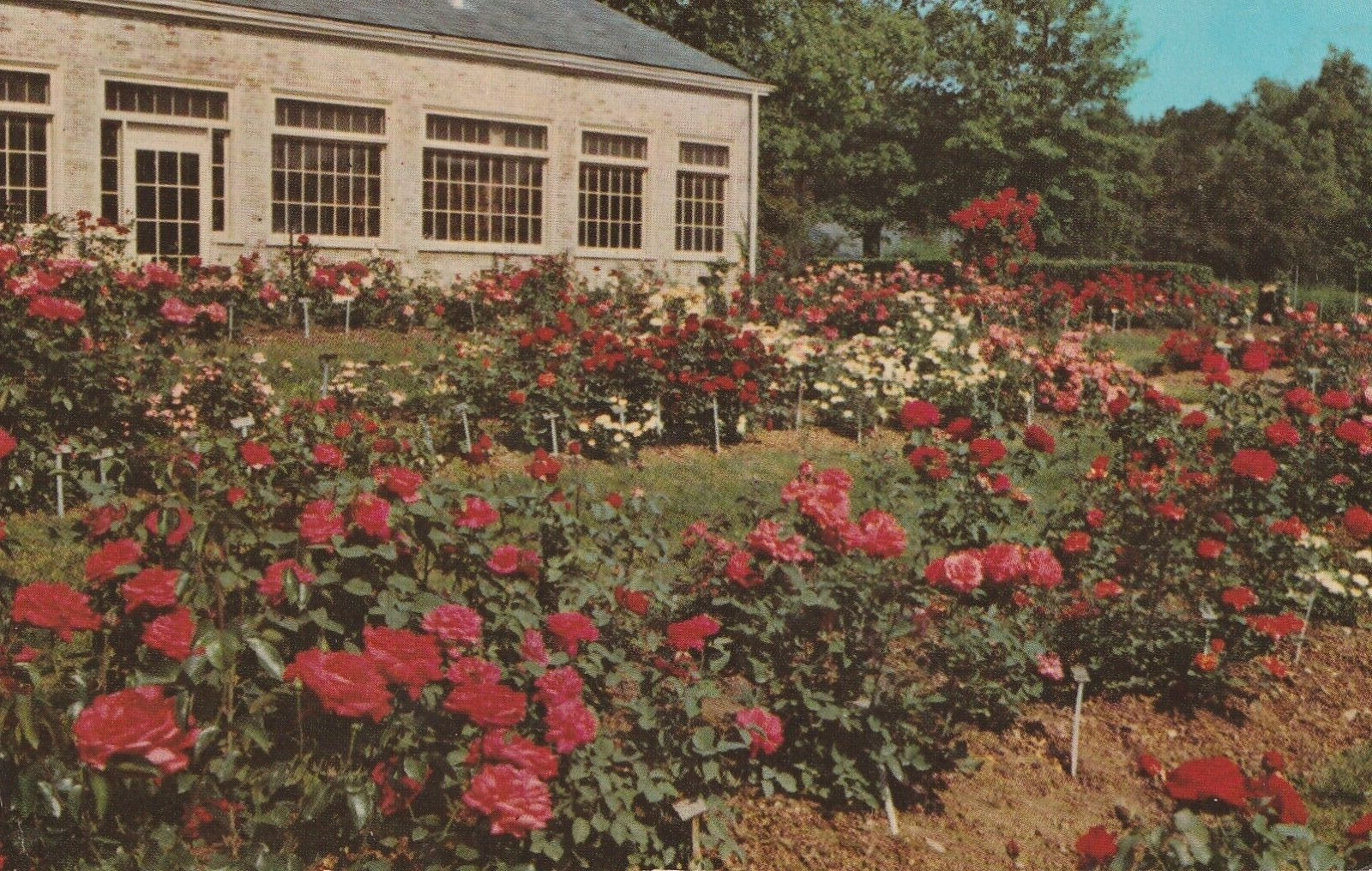 Vintage Postcard Mansfield Ohio Kingwood Center Rose Garden Photograph Unposted