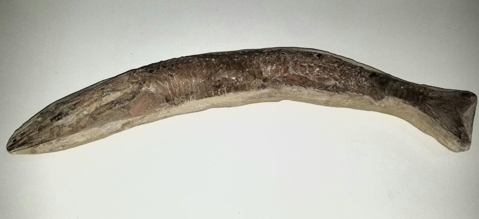 Really nice Vinctifer Comptoni Fish 40 CM Cretaceous, Brazil
