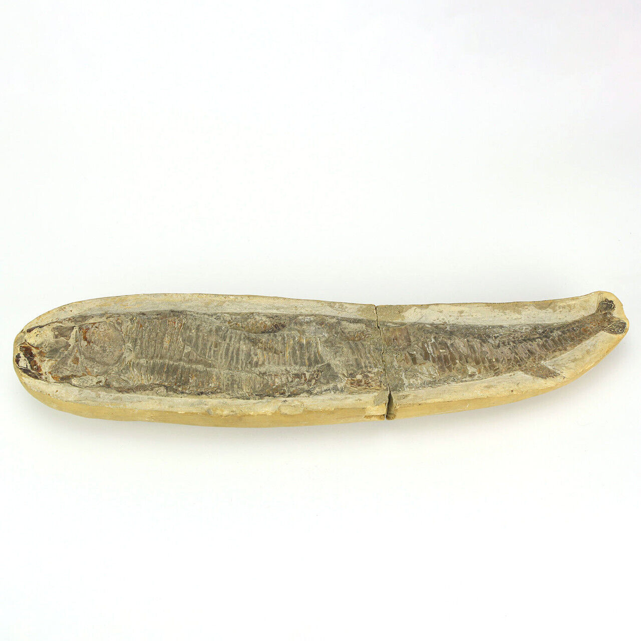 Vinctifer Comptoni Fish Fossil - From Brazil