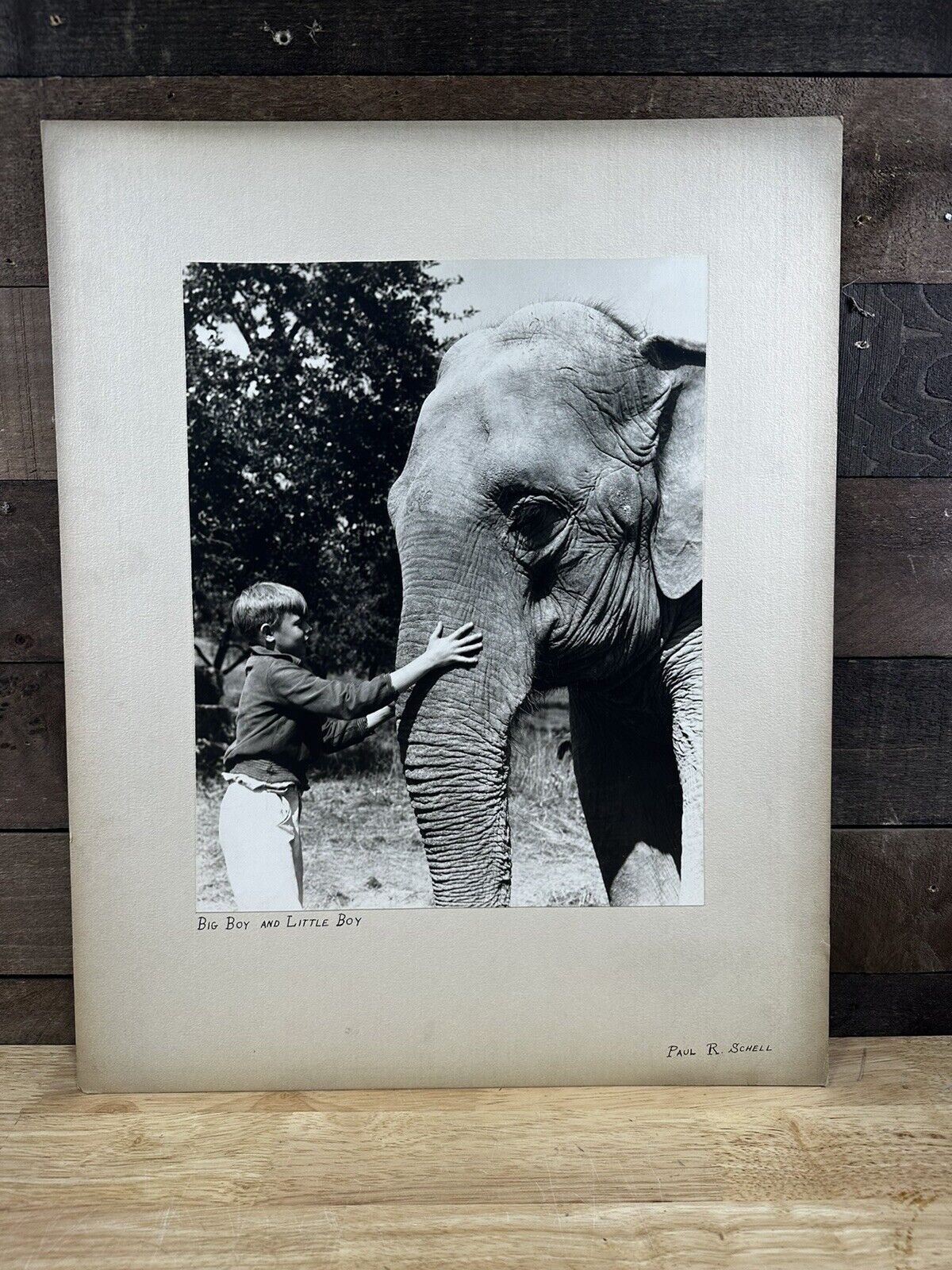 Vintage Elephant Photo “Big Boy And Little Boy” 