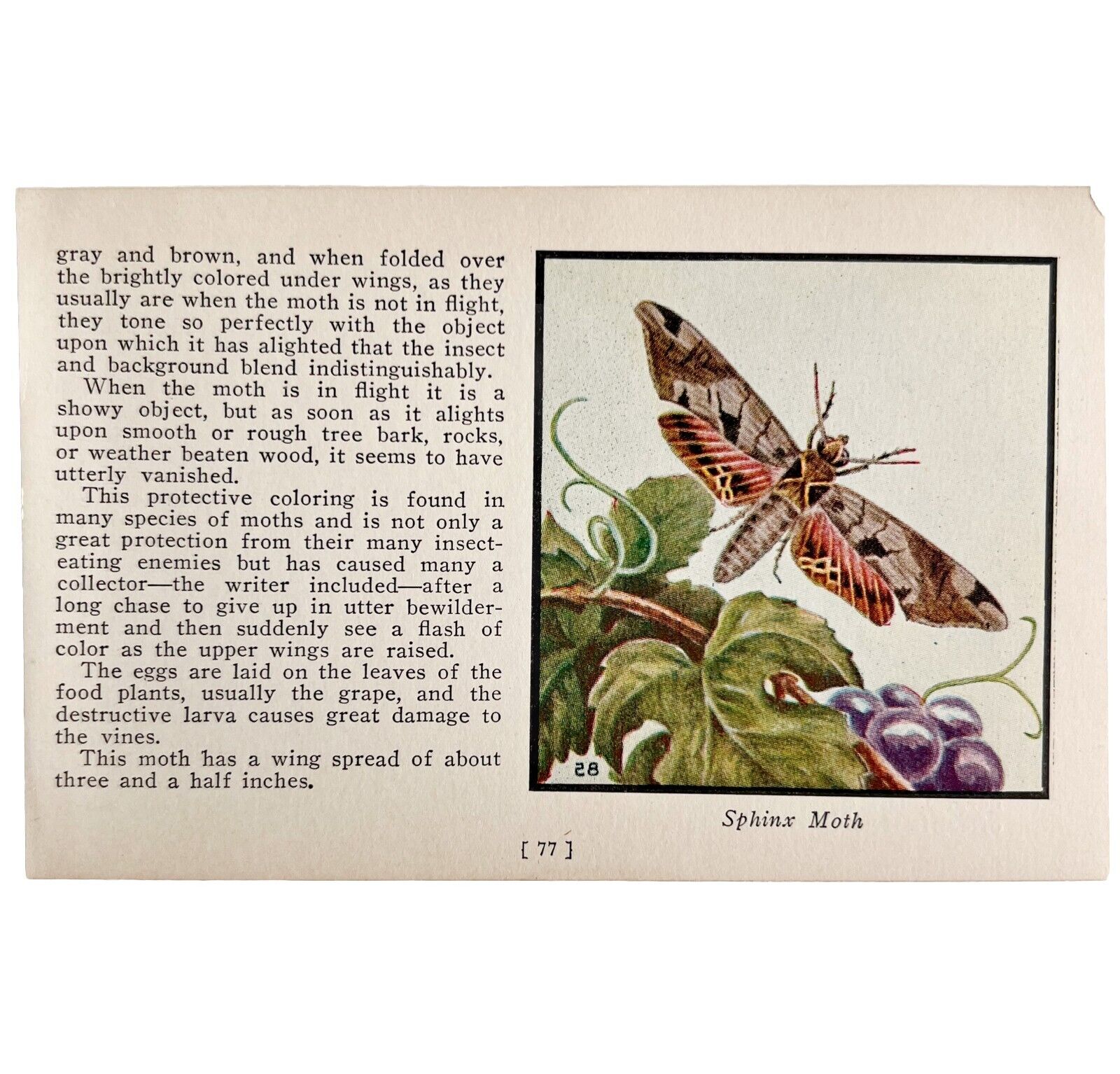 Sphinx Moth 1934 Butterflies America Of Antique Insect Art PCBG14A