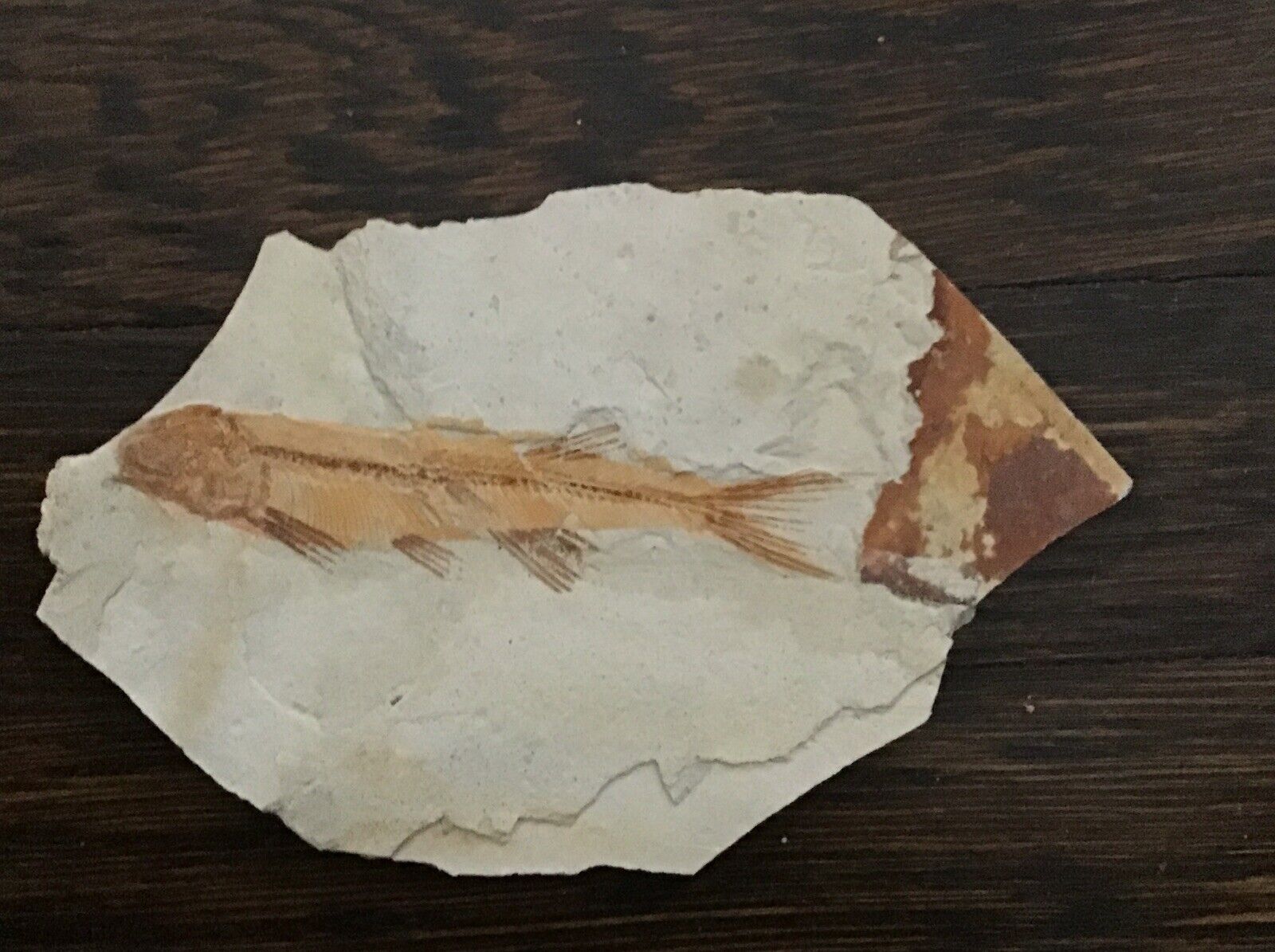 Beautiful Knightia eocaena Fossil Fish Fossil Lake Green River Fm Wyoming