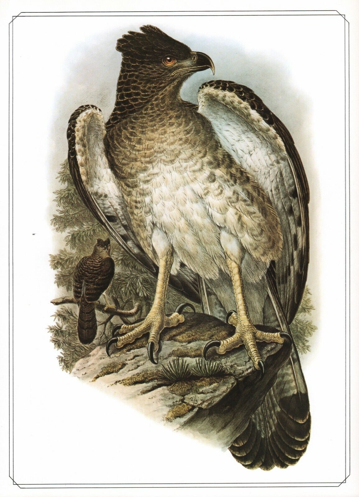New Guinea harpy Eagle - 1979 Beautiful Vintage Bird Print by John Gould