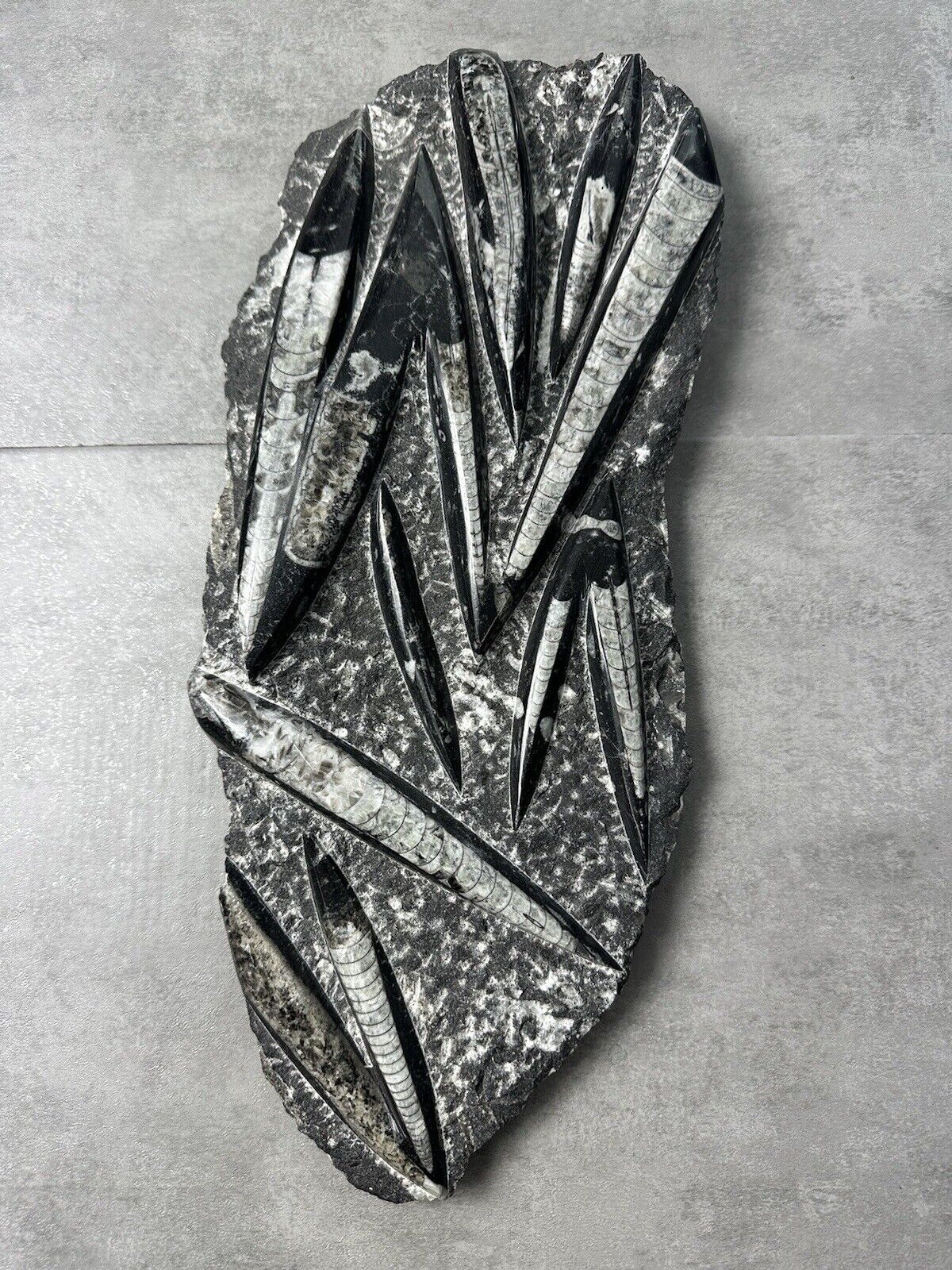 Orthoceras Fossilized Free Form Plate in Matrix 8 lbs 5 ounces 17 in 12 Specimen