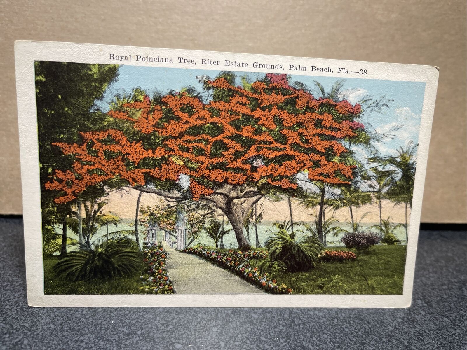 Royal Poinciana Tree Ritter Estate Grounds Palm Beach Florida Postcard￼