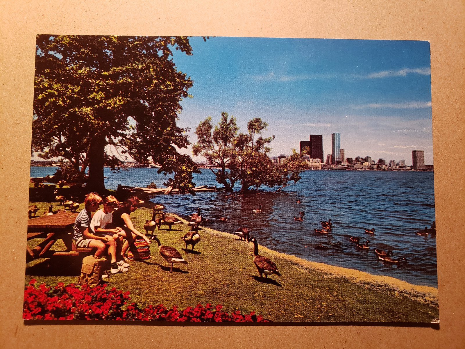 Vintage Postcard - Toronto Islands Canada Geese 1690s - Majestic Postcard