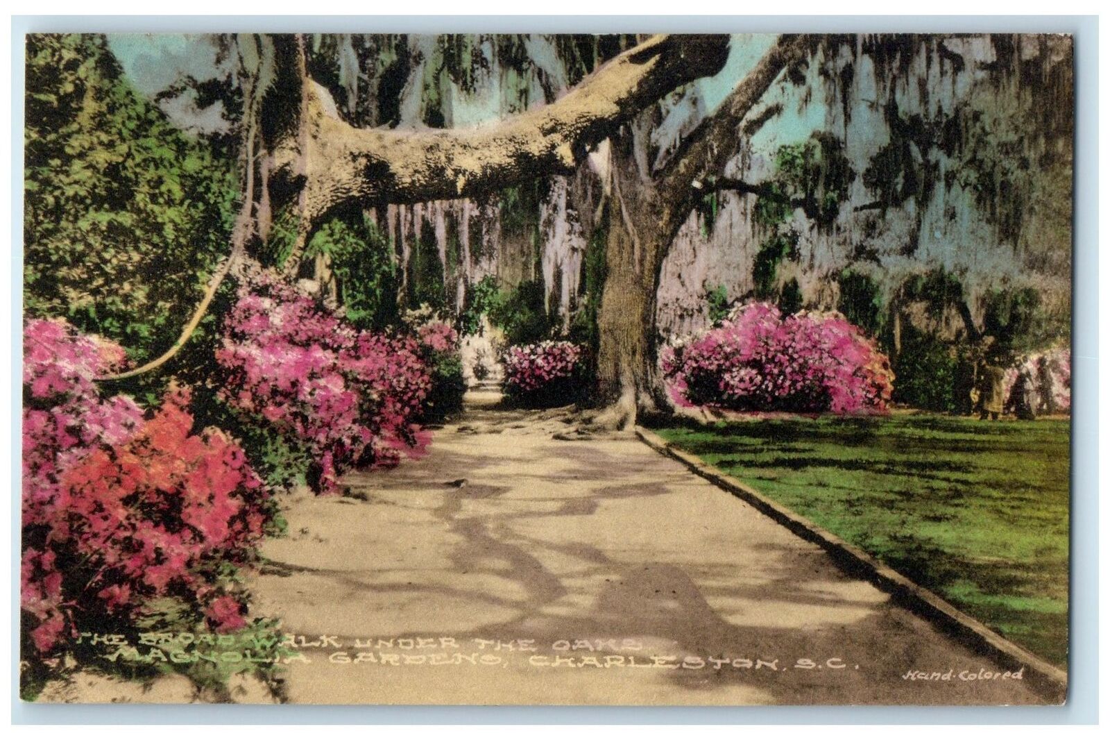 c1950 Broad Walk Under Oaks Magnolia Gardens Charleston SC Hand Painted Postcard
