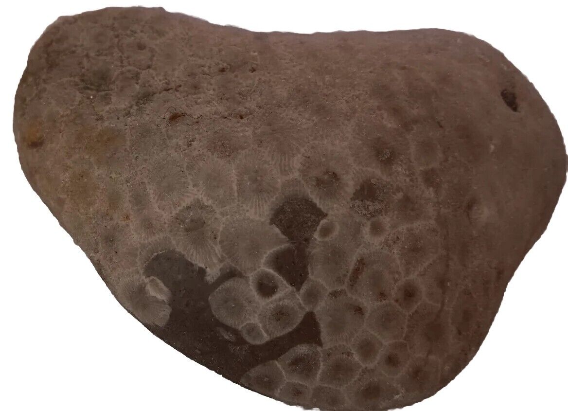 HUGE Petoskey Stone, Whole, Raw Unpolished Lake Michigan Fossilized Coral 
