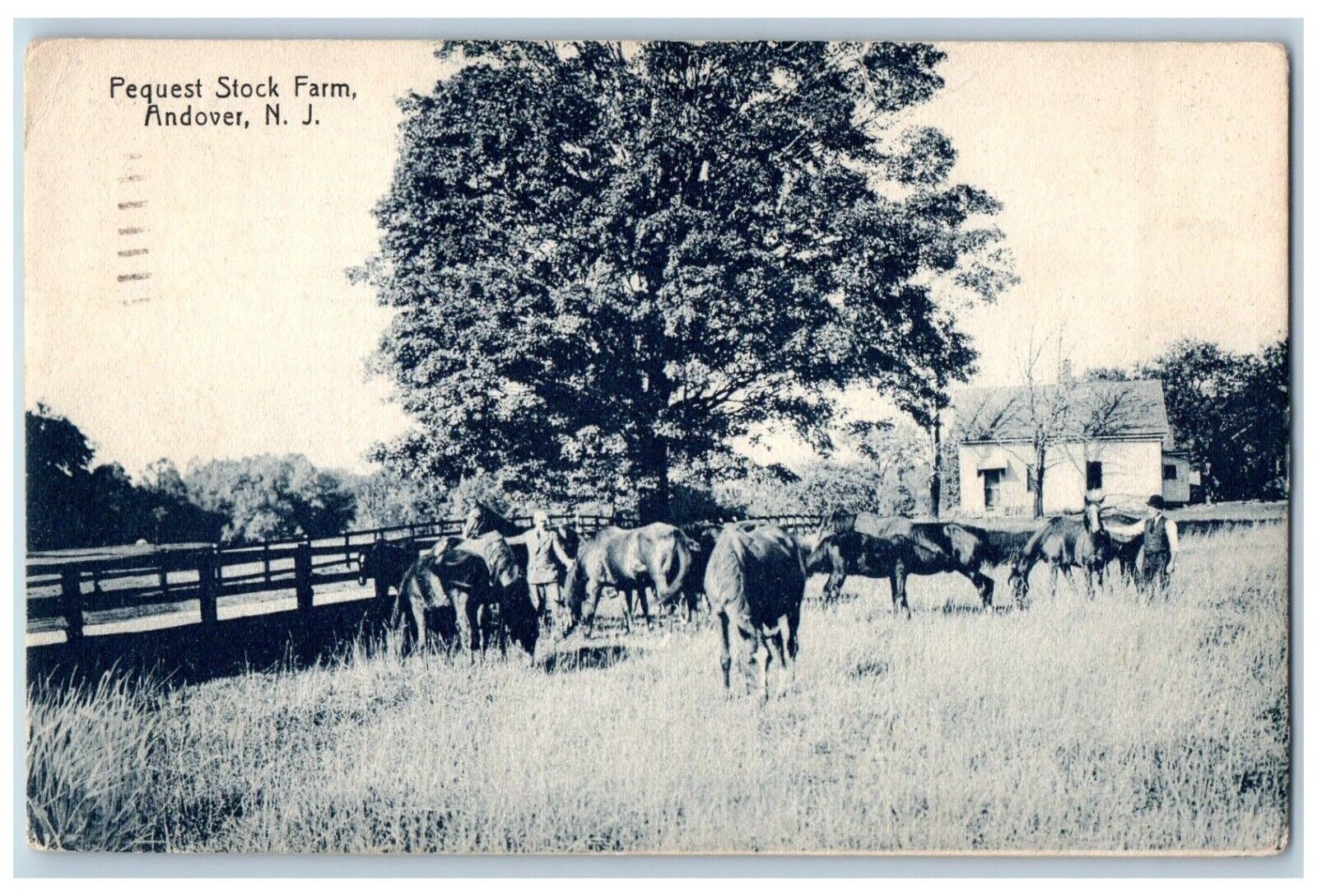 Andover New Jersey NJ Postcard Pequest Stock Farm Animals 1956  Vintage Antique