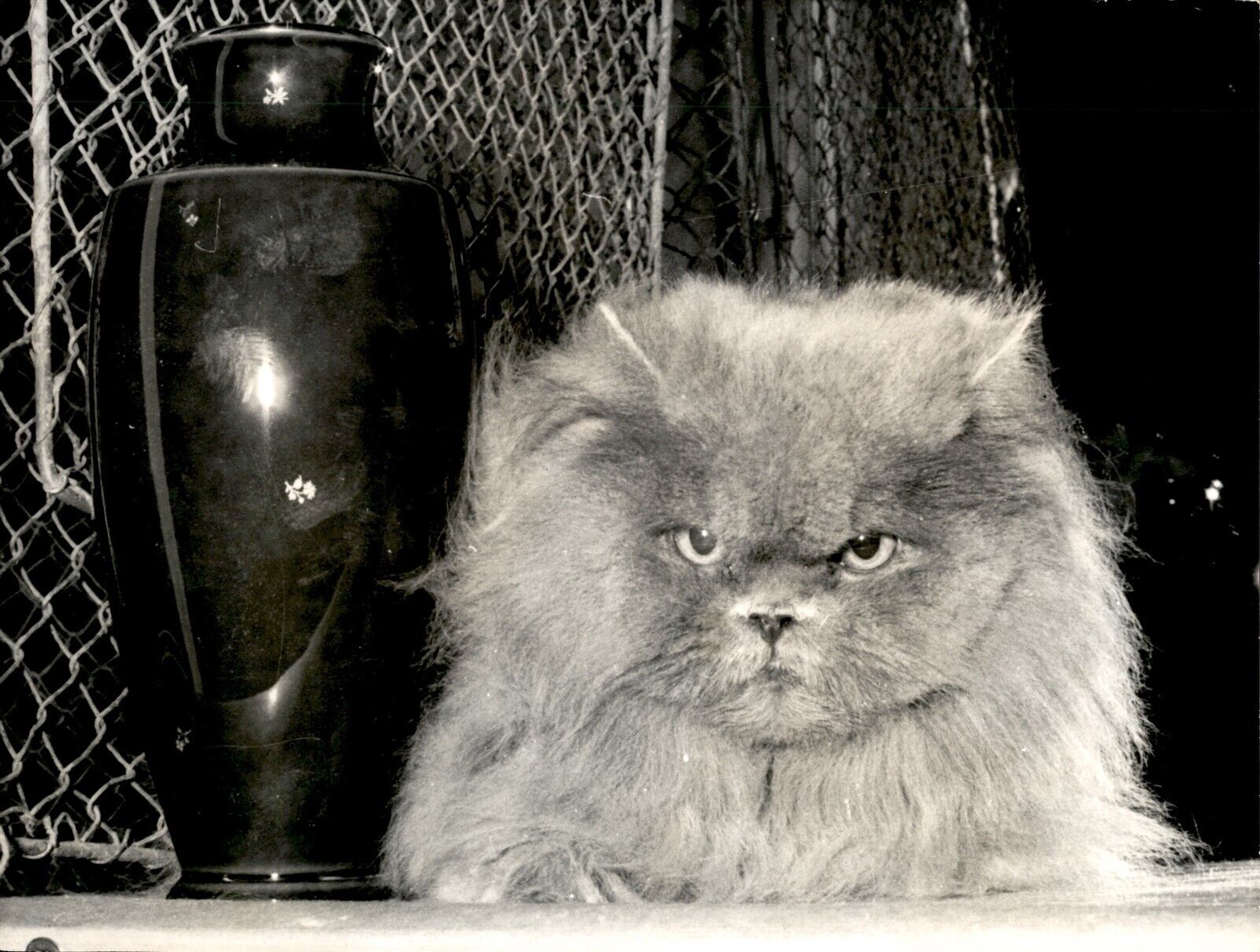 LG35 1970 Orig Photo CAT THAT STOLE SHOW 3YR BLUE PERSIAN KUILLIE DE BOIS D\'ARCY