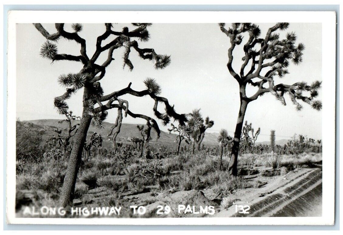 c1940's Joshua Trees Along Highway To 29 Twentynine Palms CA RPPC Photo Postcard