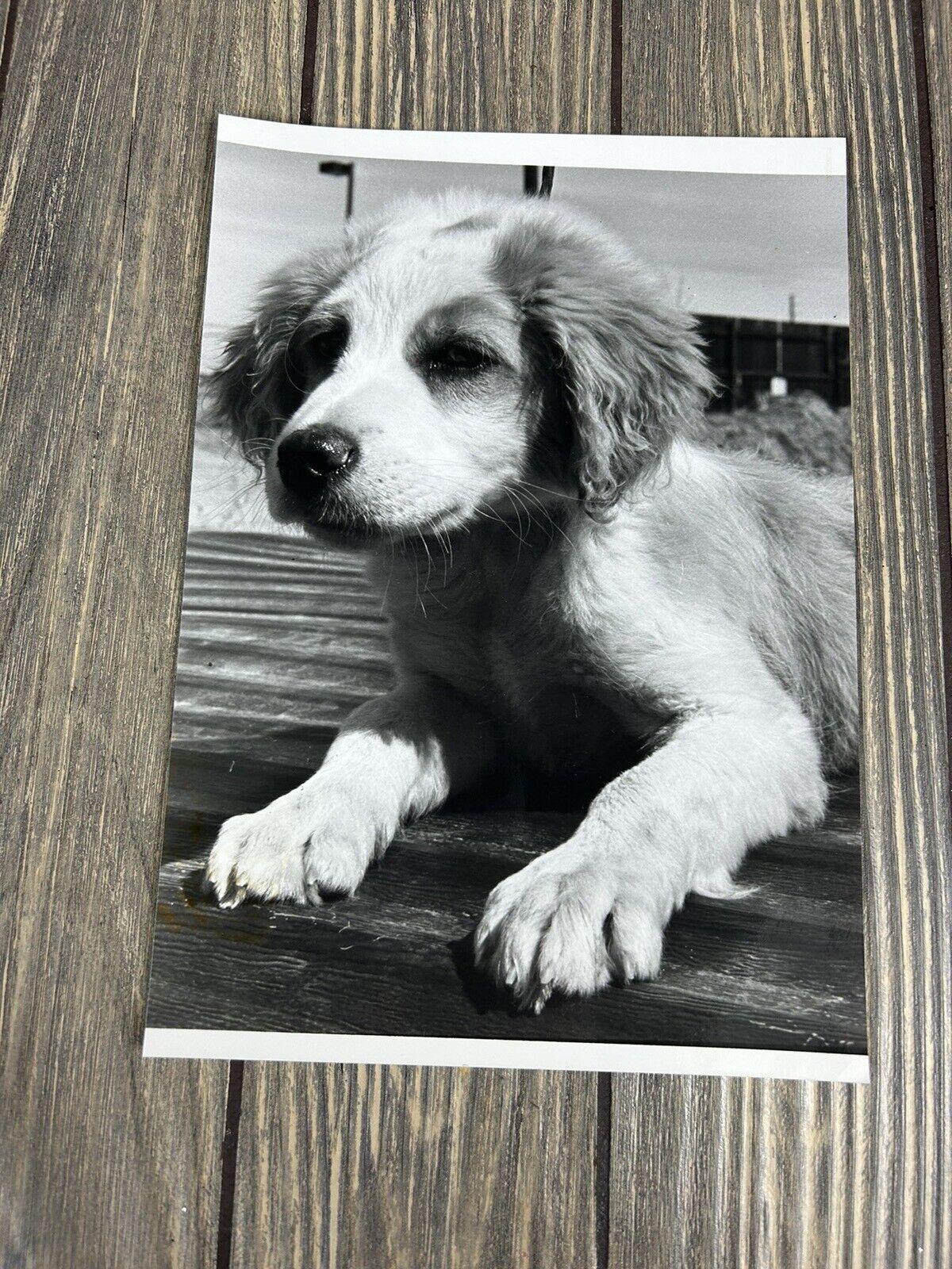Vintage 1981 1982 Aurora Pet Dog Laying Photograph 6 3/8” x 9”